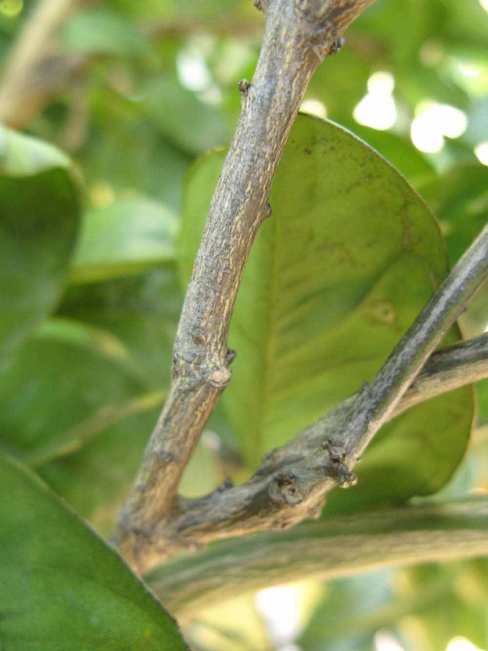              Second - third year twig (Winter Haven, FL)       